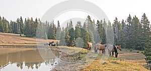 Small herd of wild horses at the grassy edge of a waterhole in the morning in the Pryor Mountains Wild Horse Range in Montana USA