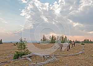 Small herd of wild horses grazing next to deadwood logs at sunset in the Pryor Mountains Wild Horse Range in Montana USA