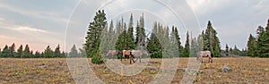 Small herd of wild horses grazing next to deadwood logs at sunset in the Pryor Mountains Wild Horse Range in Montana USA