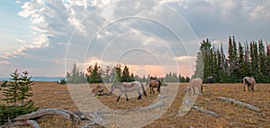 Small herd of wild horses grazing next to deadwood logs at sunset in the Pryor Mountains Wild Horse Range in Montana USA