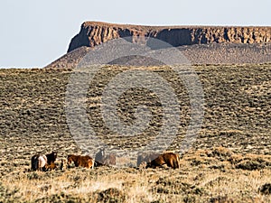 Small Herd of Wild Horses at Pilot Butte