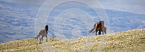 Small herd of wild horses running on Sykes ridge in the Pryor mountains wild horse range in Wyoming United States