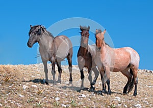 Small Herd of Wild Horses on Sykes Ridge in the Pryor Mountains Wild Horse Range in Montana