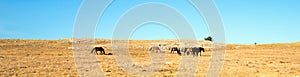 Small herd of Wild Horses on Sykes Ridge in the Pryor Mountains Wild Horse Range in Montana USA