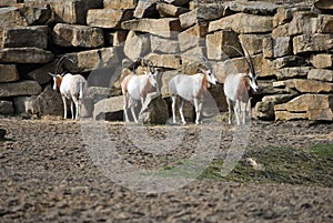 Small herd or wild oryx