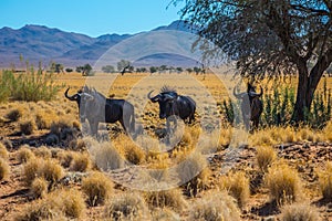 Small herd of wildebeest