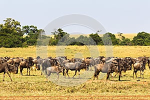 Small herd of wildebeest in savanna. Masai Mara, Kenya photo