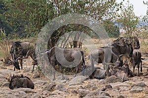 Small herd of Wildebeests