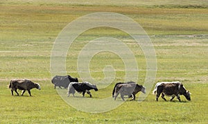 Small Herd Yak Mongolia