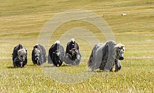Small Herd Yaks Mongolia