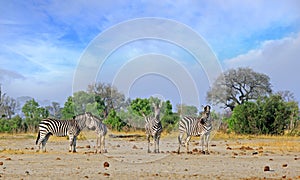Small herd of zebra standing on the African savannah with a nice pale cloudy sky