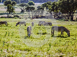 Small herd of zebras grazing on plains grass