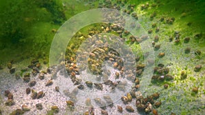 The small hermit crab Diogenes pugilator, large concentration of crayfish on the seabed, Black Sea