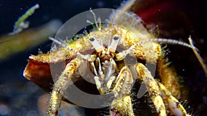 Small hermit crab Diogenes pugilator in a pectoral mollusc shell, Black Sea