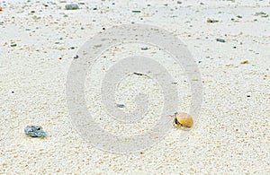 Small hermit crab (Paguroidea) crawling on a white sandy beach