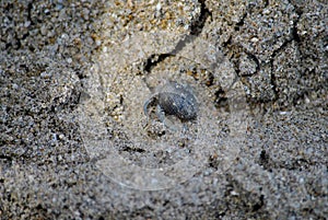 Small hermit crab on sea sand