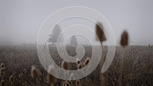 A small heron on a field in italian countryside, with a foggy day and an autumnal tree on background. black and white