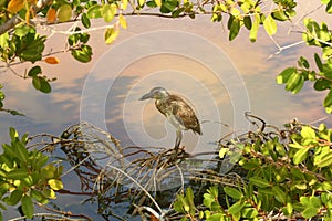 Small heron in mangrove swamp