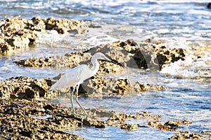 small heron white egret fishing by the sea on the rocks of the lagoon of a coral reef. little egret fishing to eat