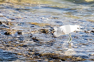 small heron white egret fishing by the sea on the rocks of the lagoon of a coral reef. little egret fishing to eat