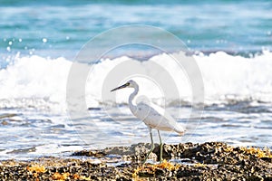 small heron white egret fishing by the sea on the rocks of the lagoon of a coral reef. little egret fishing to eat