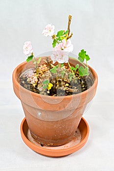 Small hibernating pink germanium in clay pot