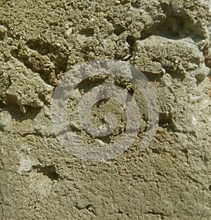 Small hidden spider on the wall