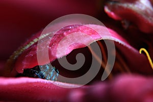 Small hiding jumping spider on a flower
