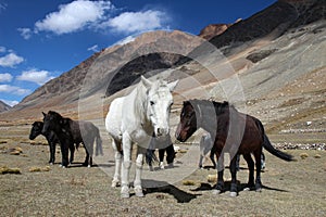 small himalayan horses high in mountains