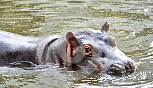 A small hippopotamus swimming in his pond photo