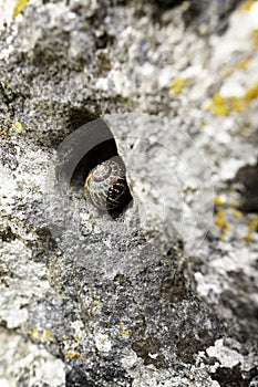 A small hole in a stone wall with a snail in it