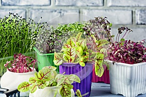 Small home garden with micro green. Growing healthy greenery at home