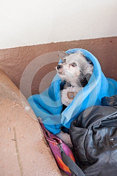 Small homeless dog