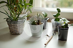 small homeplants at the window-cactus, succulents. potted plants on windowsill