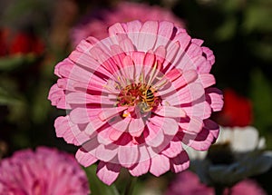 A small honey bee is on a pink dahlia blossom.