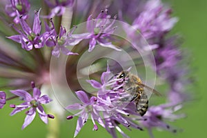 A small honey bee sits on the blossomed flower of purple allium. The bee is looking for pollen