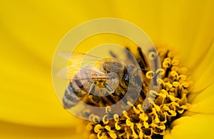 A small honeybee sits in the centre of the pistil of a yellow sunflower. The bee is covered in pollen. There is space for text