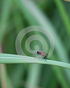 small hoper flies on green leaf photo