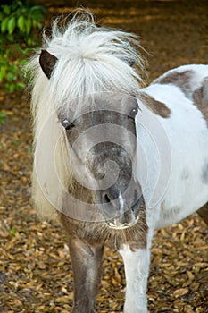 Small horse