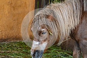 Small horse living in a zoo