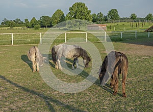 Small Horse Pony and donkey Grazing in a Corral on a Farm in afternoon golden hour light on lush green grass pasture