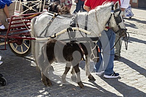 Small horse or pony with its offspring