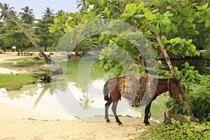 Small horse at Rincon Beach, Samana Peninsula photo