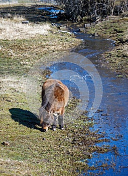 Small horse by the stream.