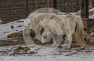 Small horse in ZOO Liberec in winter day