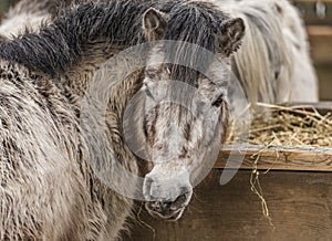 Small horse in ZOO Liberec in winter day