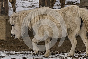 Small horse in ZOO Liberec in winter day