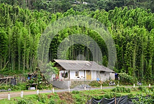 A small house at bamboo forest in Sapa, Vietnam