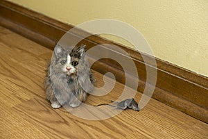 Small House Cat with Dead Mouse Rodent in House