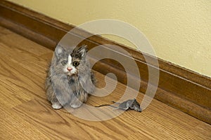 Small House Cat with Dead Mouse Rodent in House photo